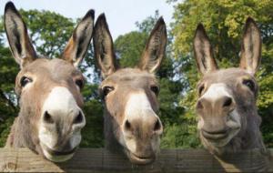 image-birmingham-donkeys-1427044357